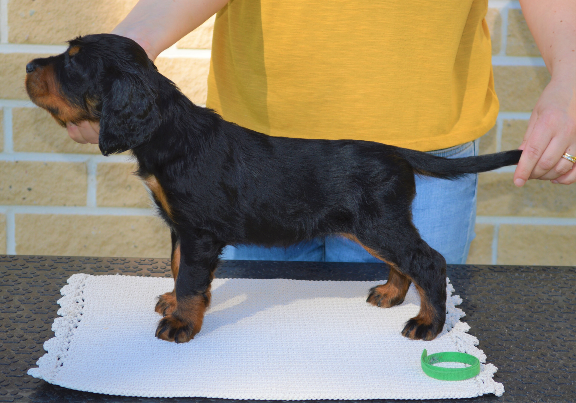 Grovedale First Lively Sunshine